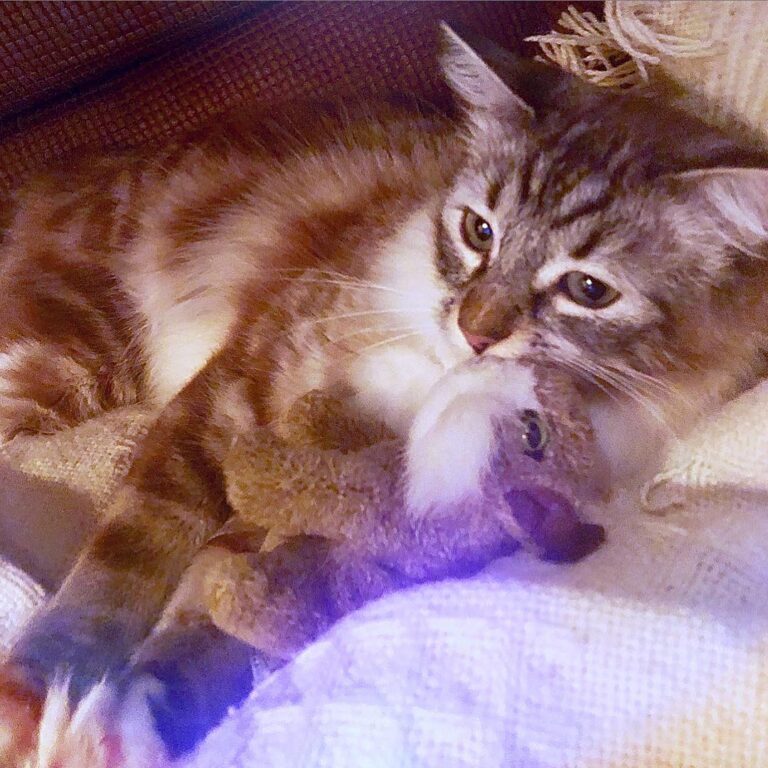 The Lioness in a rare moment of peace,snuggling with her Lovey