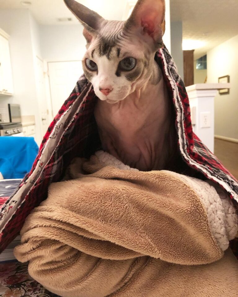The Princess and the Pea: Cat Edition.