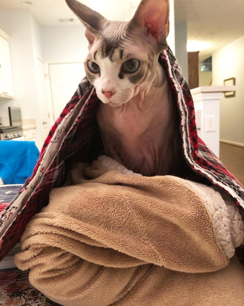 The Princess and the Pea: Cat Edition.