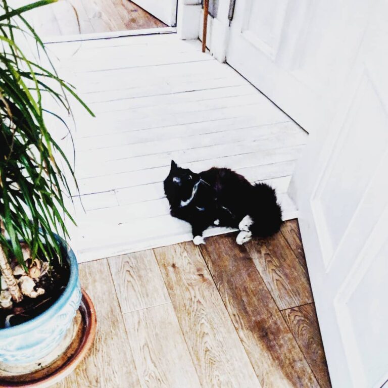 The housecat life.