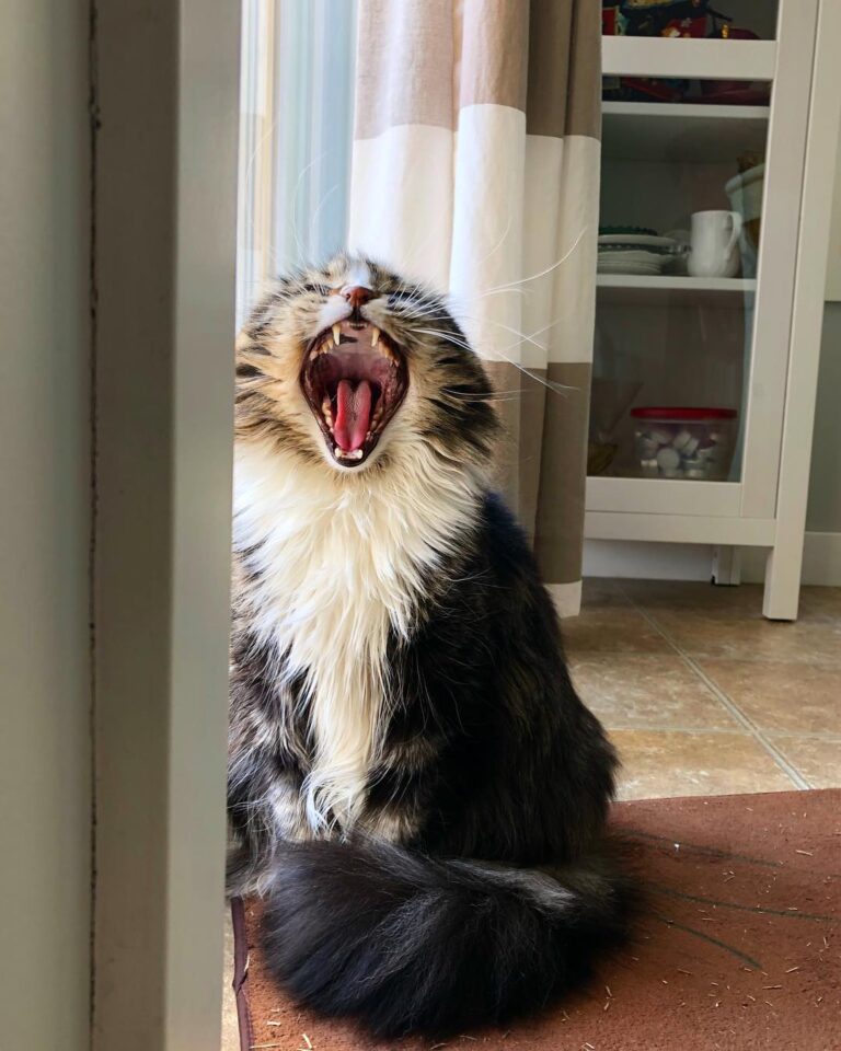 The kitties love it when I’m pet sitting