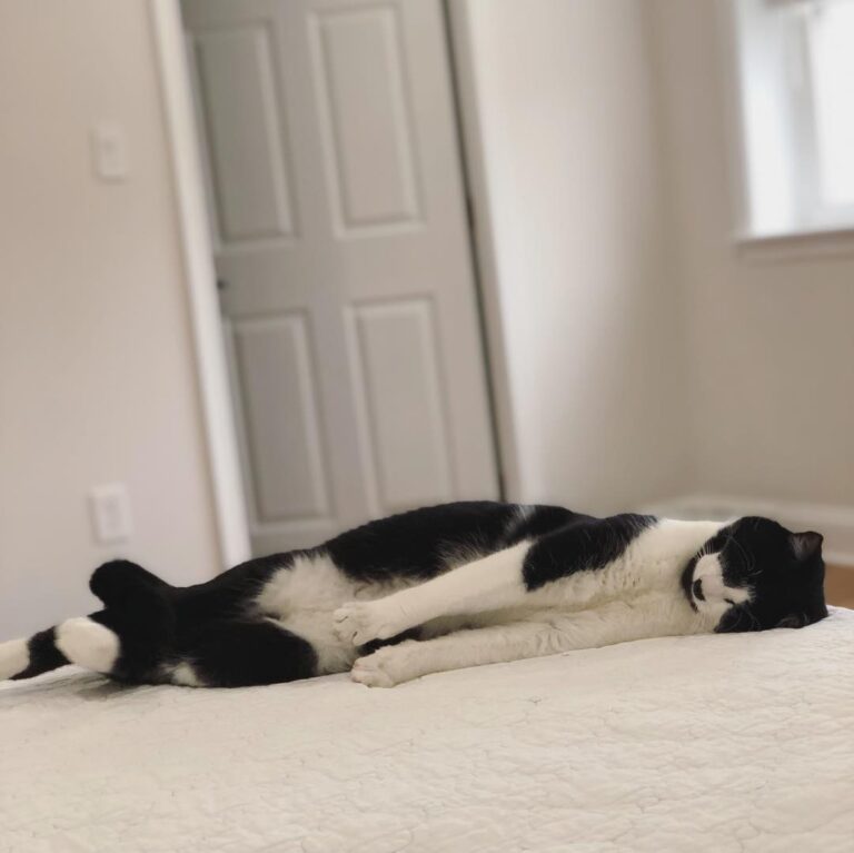 The longggggg cat . . . . . . . .