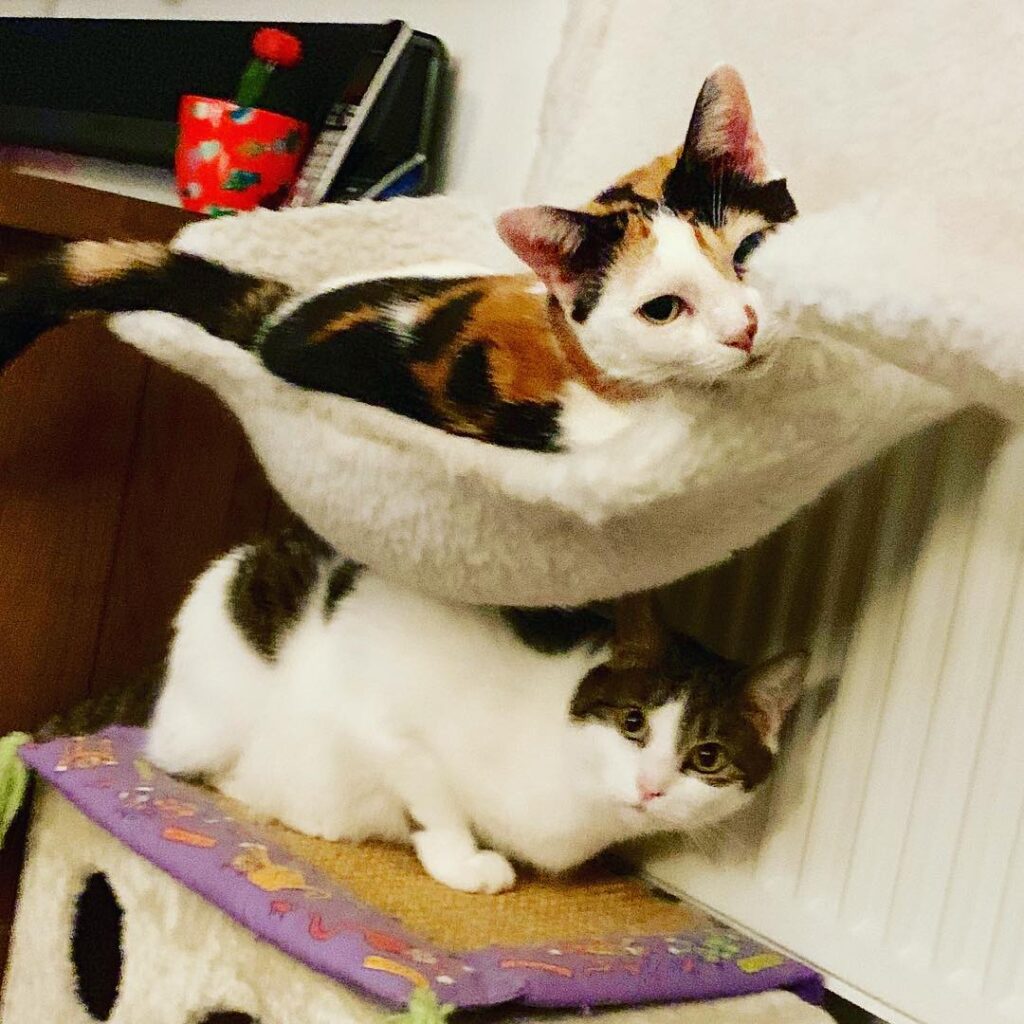 These two are just the cutest