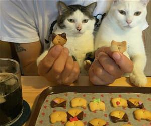 FunnyCatSite