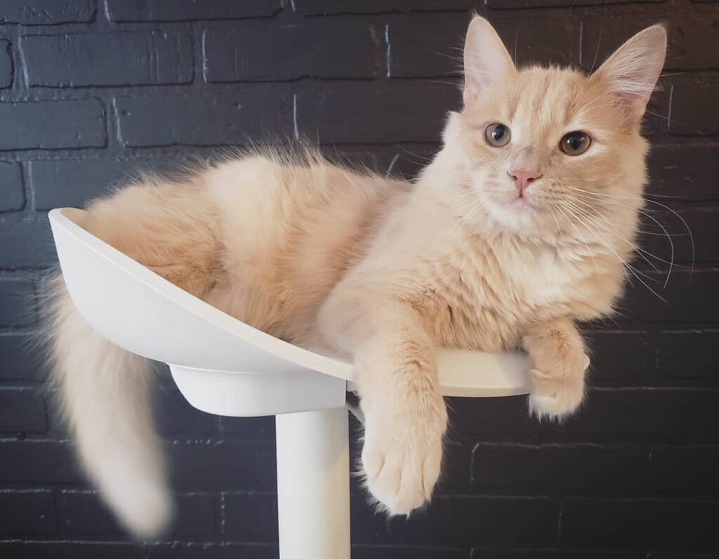 This is Monty. He likes cuddles, slapping faces and hunting his