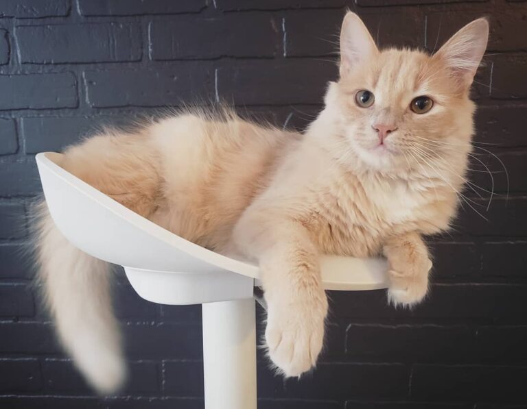 This is Monty. He likes cuddles, slapping faces and hunting his