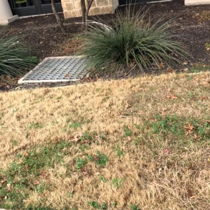 Throwback to when I was living at UTSA as a feral kitten . . .