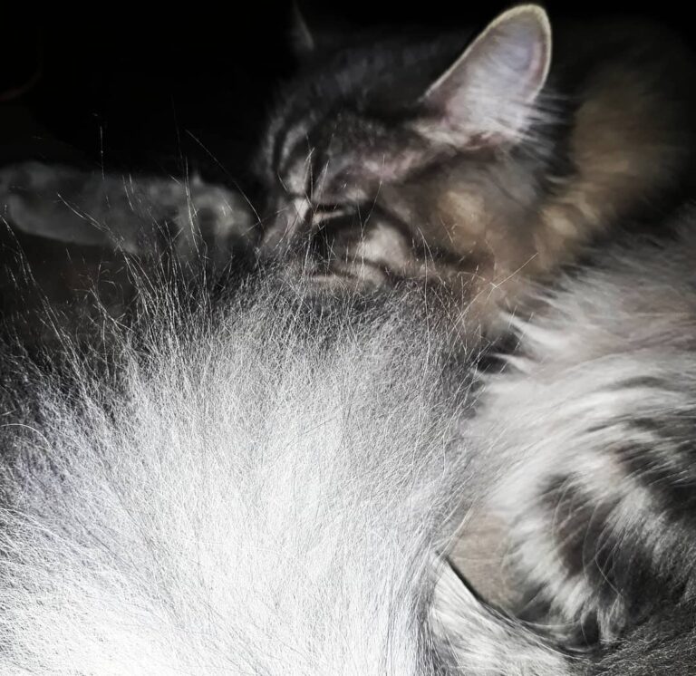 Time for a Nap