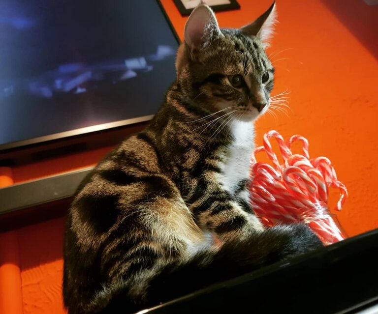 Tonight I is being an ornament on the TV cabinet I’m not allowed on…