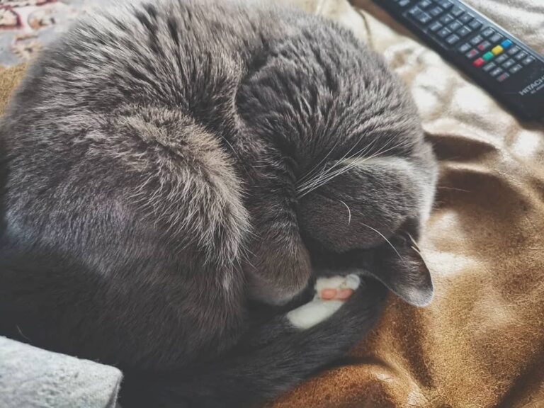 Too much Netflix, leads to much needed chill. **********************