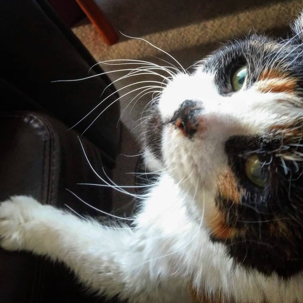 Twix, lady cat that rules the household, is getting very grey and