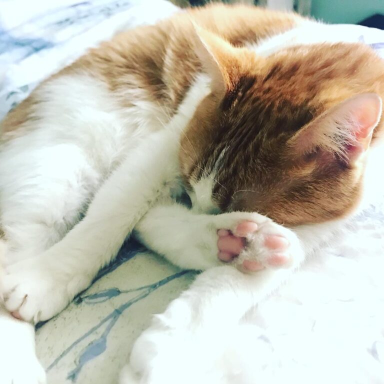 Unapologetic toe beans