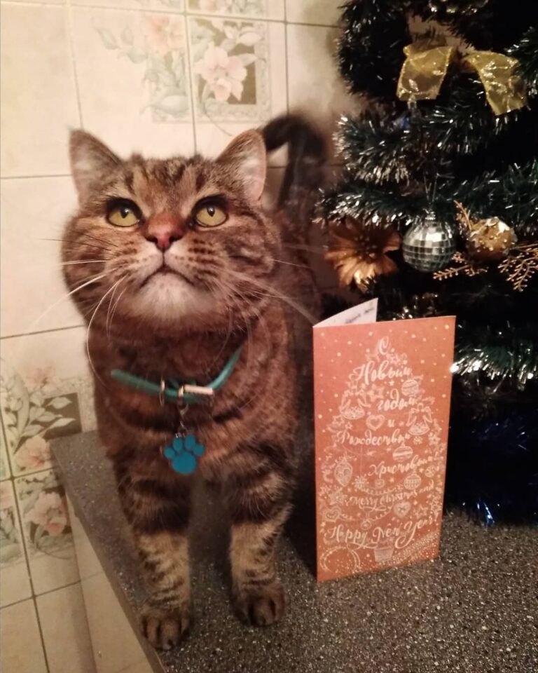 We have another Christmas card from our dear Barcelona and her mummy