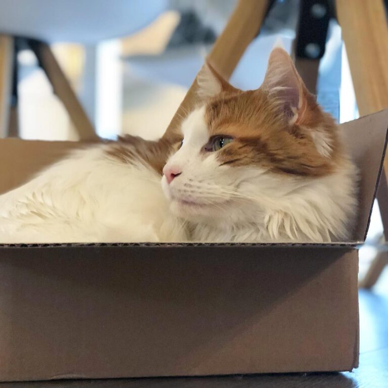 What does a cat love more than anything else? A box . . . .