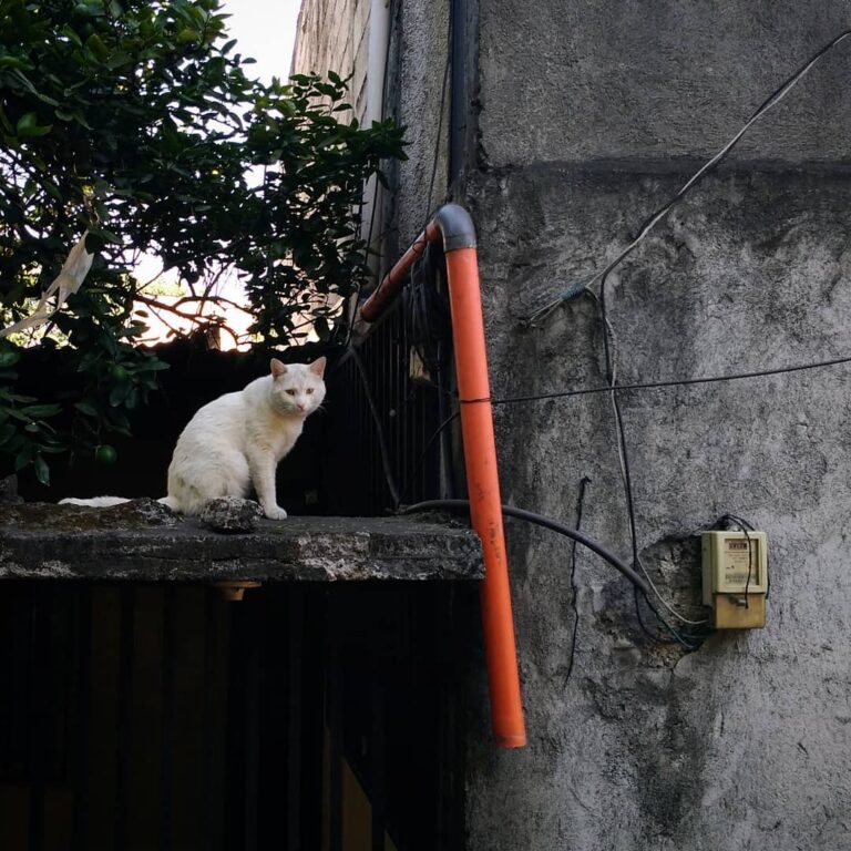 What’s up cat. . . . . . . . . #猫 #のらねこ #のらねこ部