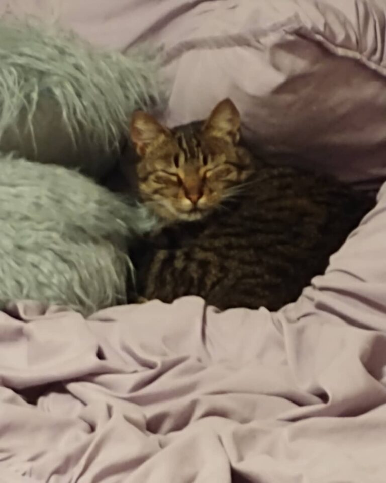 When you turn the lights on while the most comfortable kitty in the