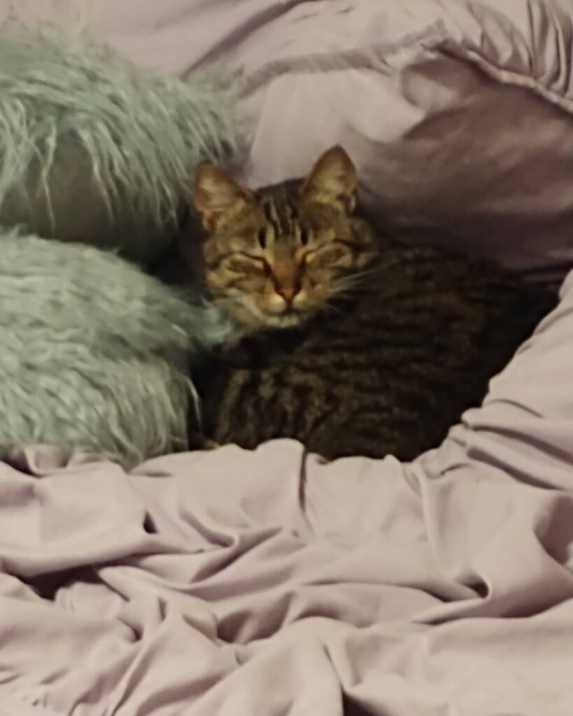 When you turn the lights on while the most comfortable kitty in the