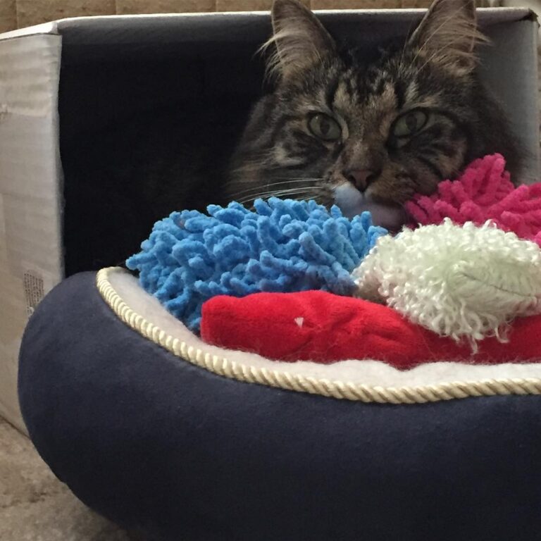 When you’re a cat, what’s better than having your bed in a box with a