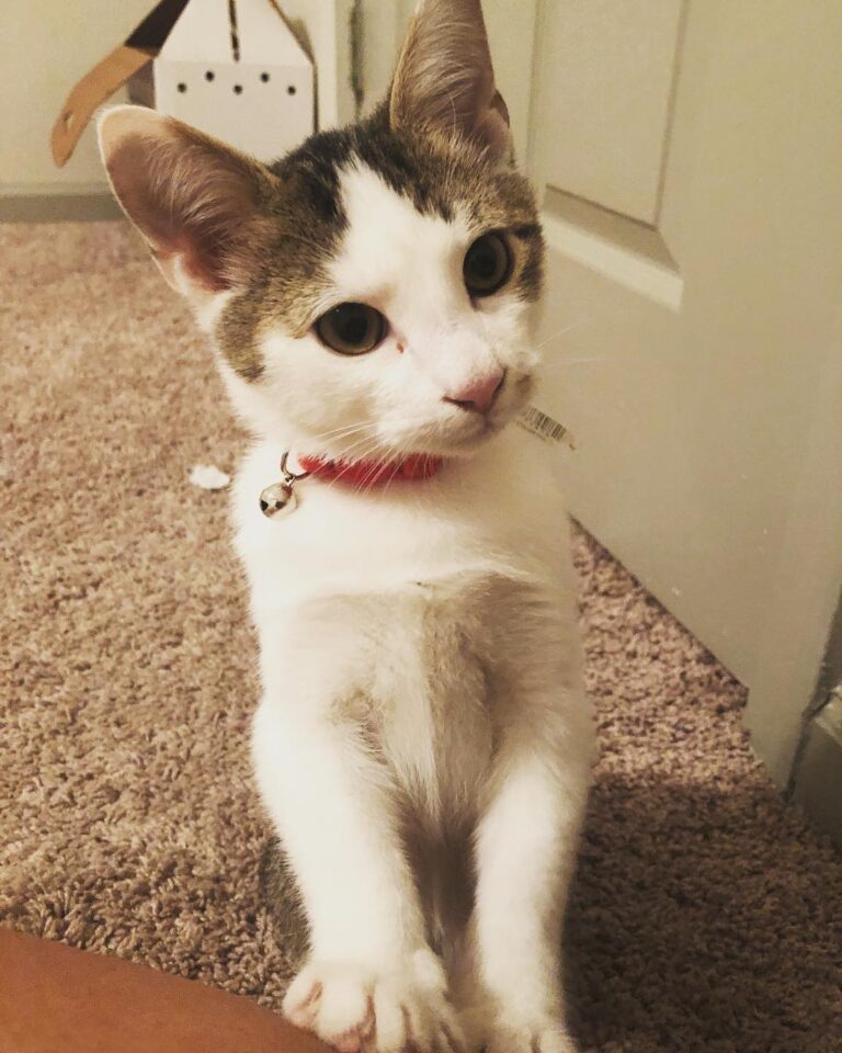 You give meow kibblez: thanks. You give meow wet foodz and meatz: You