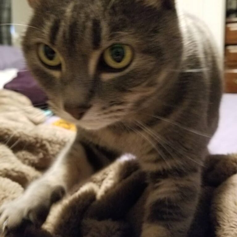 Modeling for mama