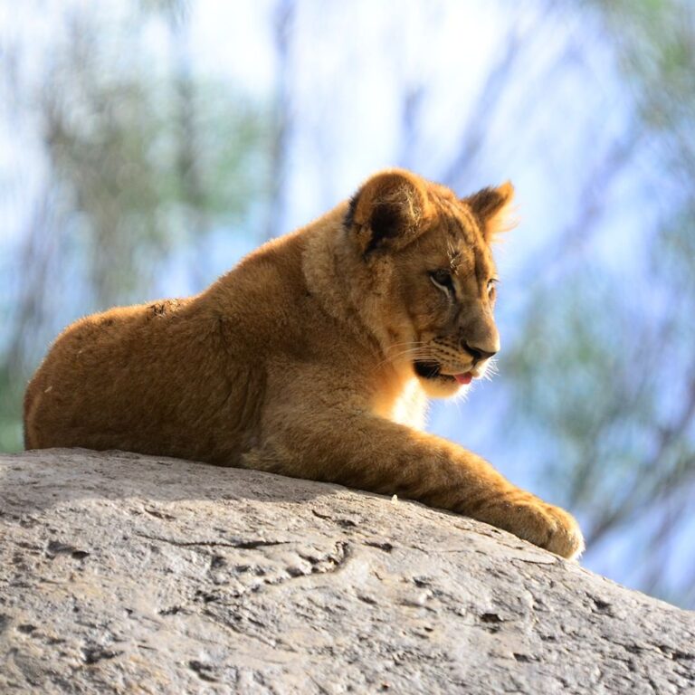 – House cats fall into the genus ‘Felis’, which is made up of the