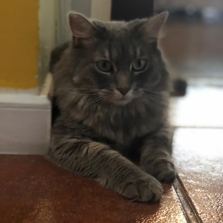 La más hermosa de todos los gatos.