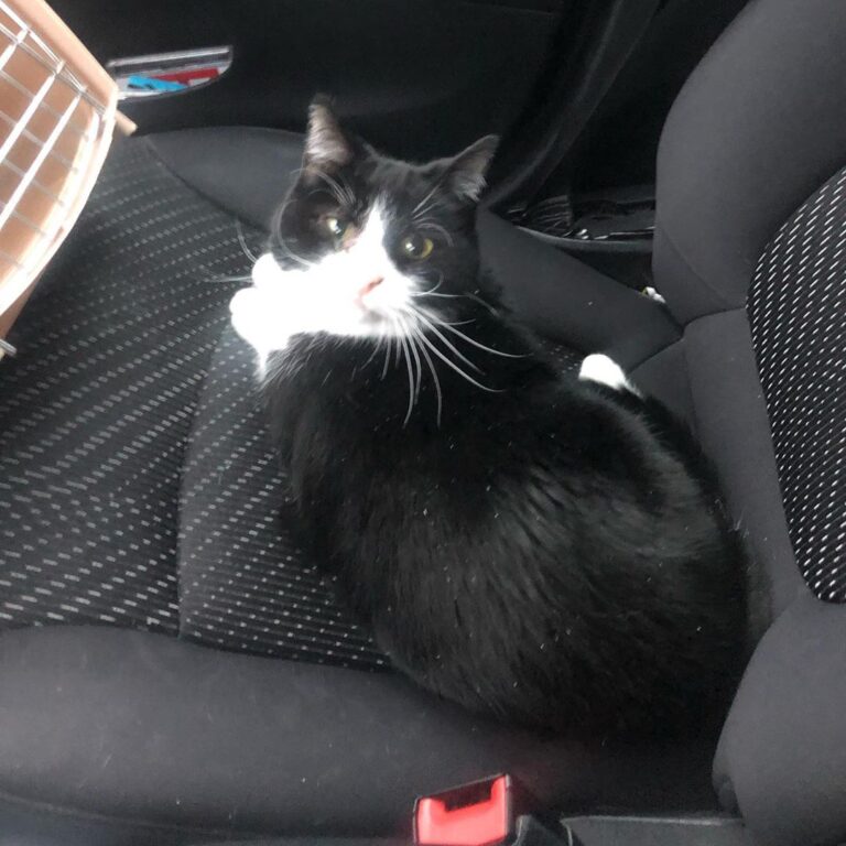 My co-pilot driving home from town