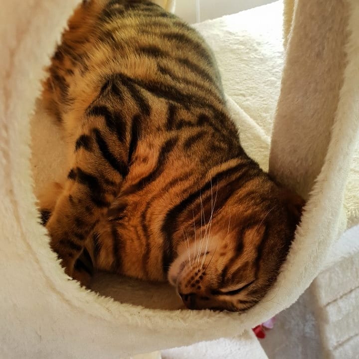 Napping in my little hidey hole #고양이그램 #고양이