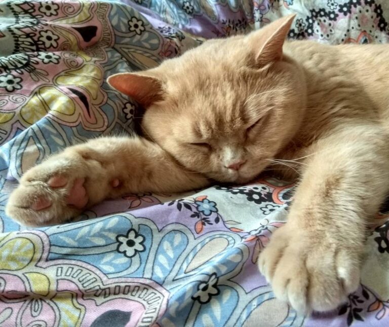 Тихий здоровый сон))))))) #минск #дома #волшебныецвета #кот #коты