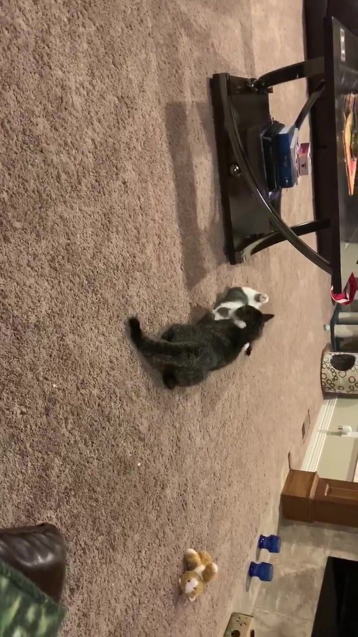 The young two playing. I stared recording 3 minutes in. They really do like each