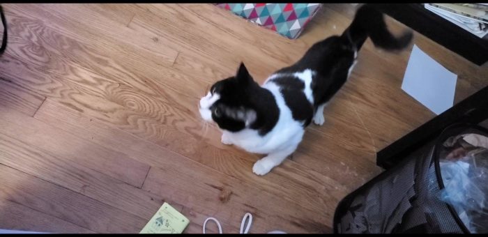 Here is Uno Mas just standing around being nosey. These aren't tremors or seizur