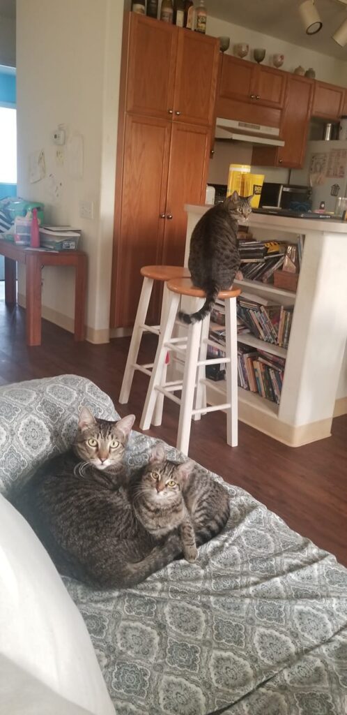 My fur babies. My husband told me that we could only have one