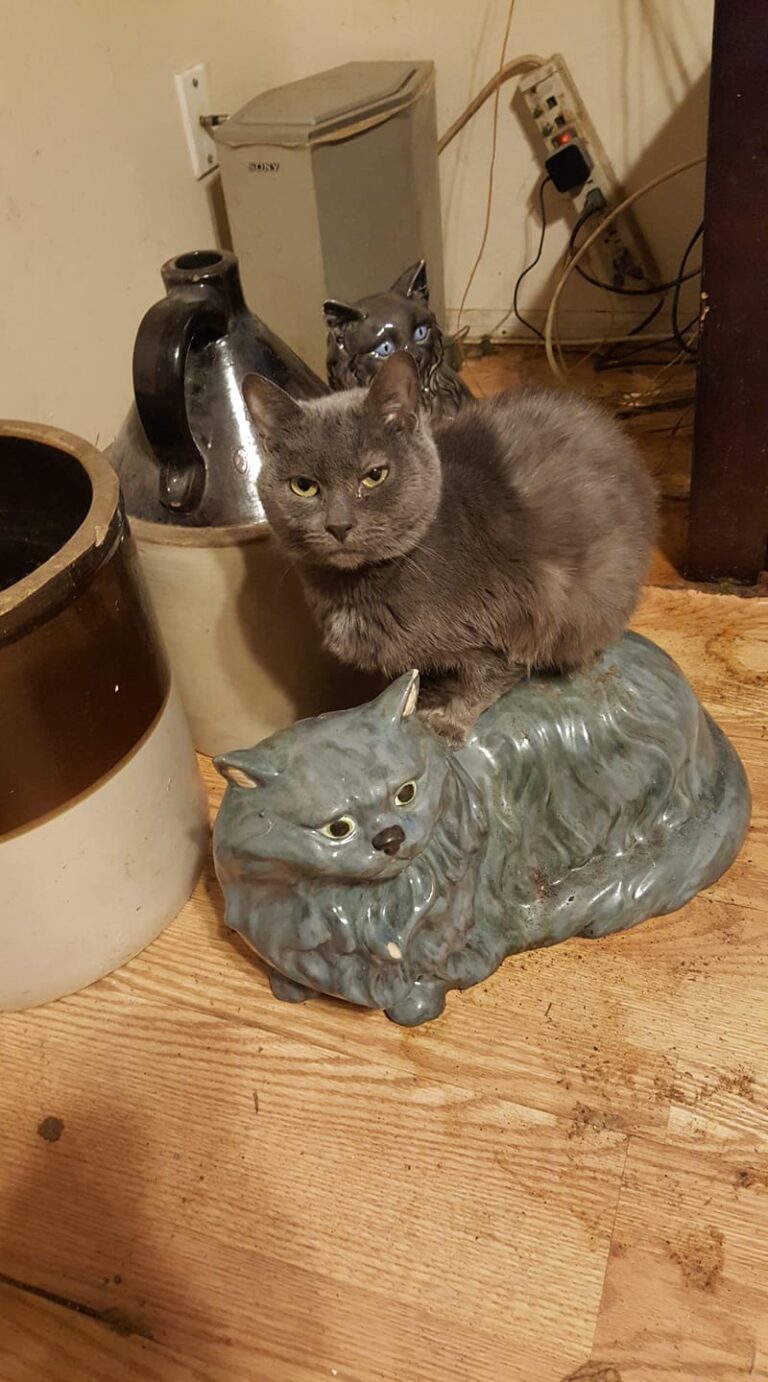 2 cats!