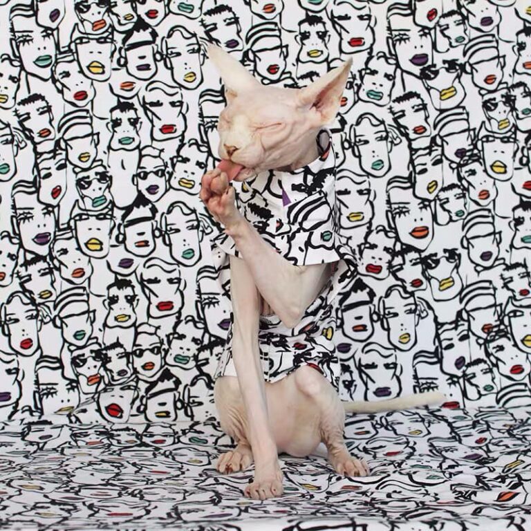 Call Me ~ Cat Super Model