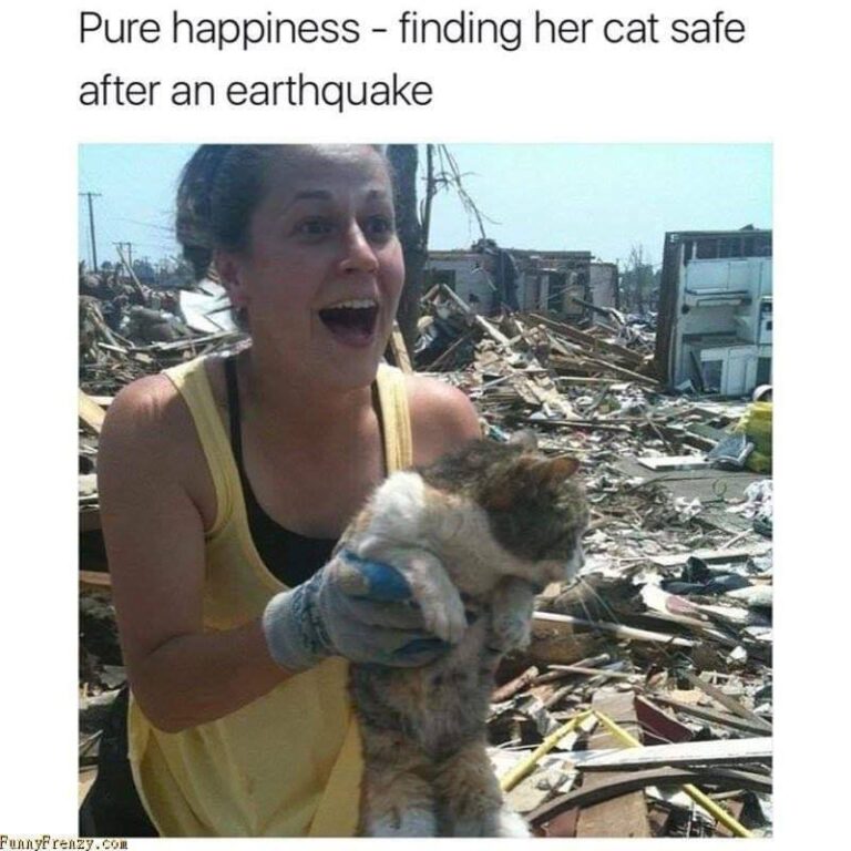 Sweet, glorious bounty of cats