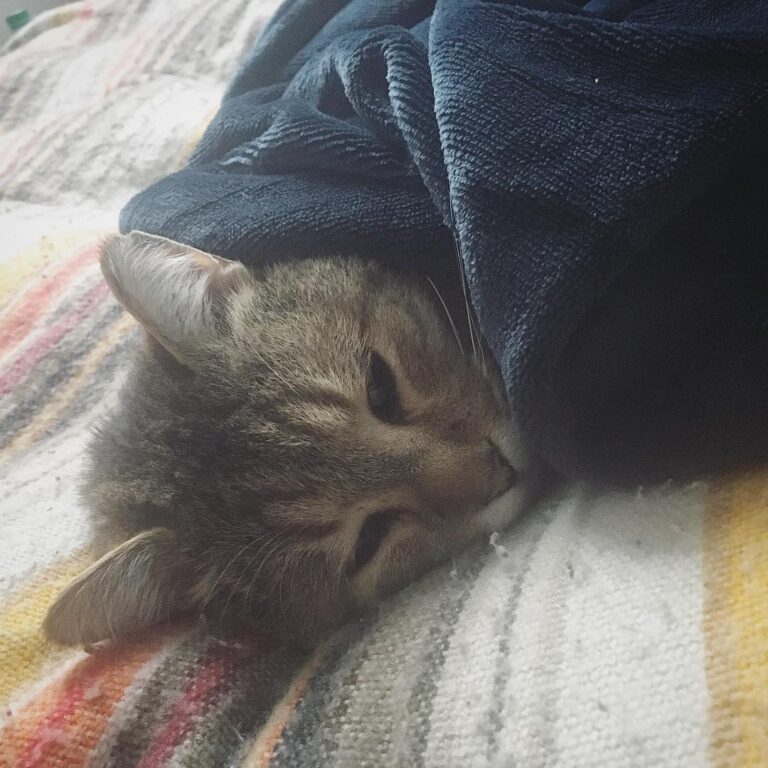 A beautiful little purrito on this lovely Saturday!
