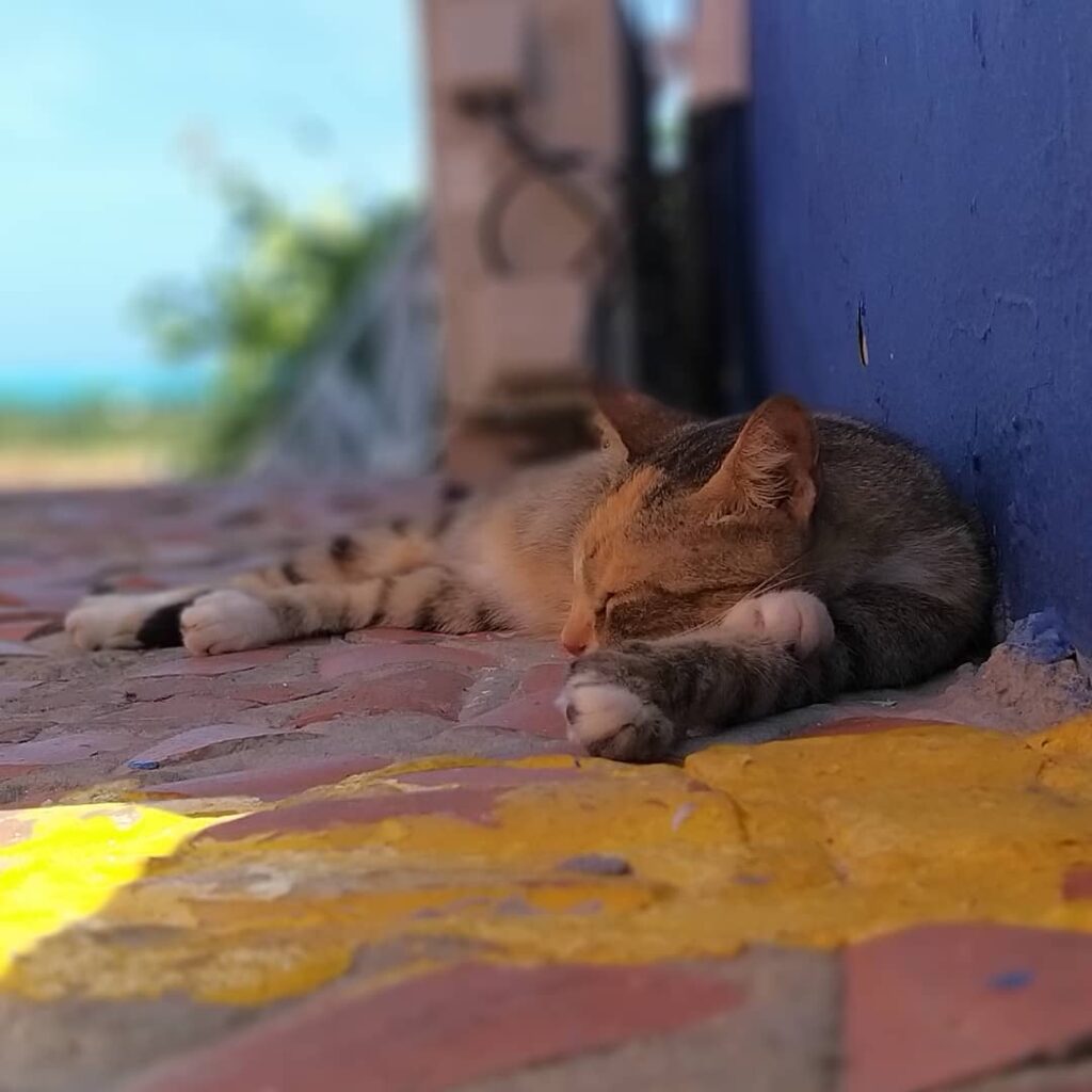 Animales fantásticos y donde encontrarlos! . . . . .