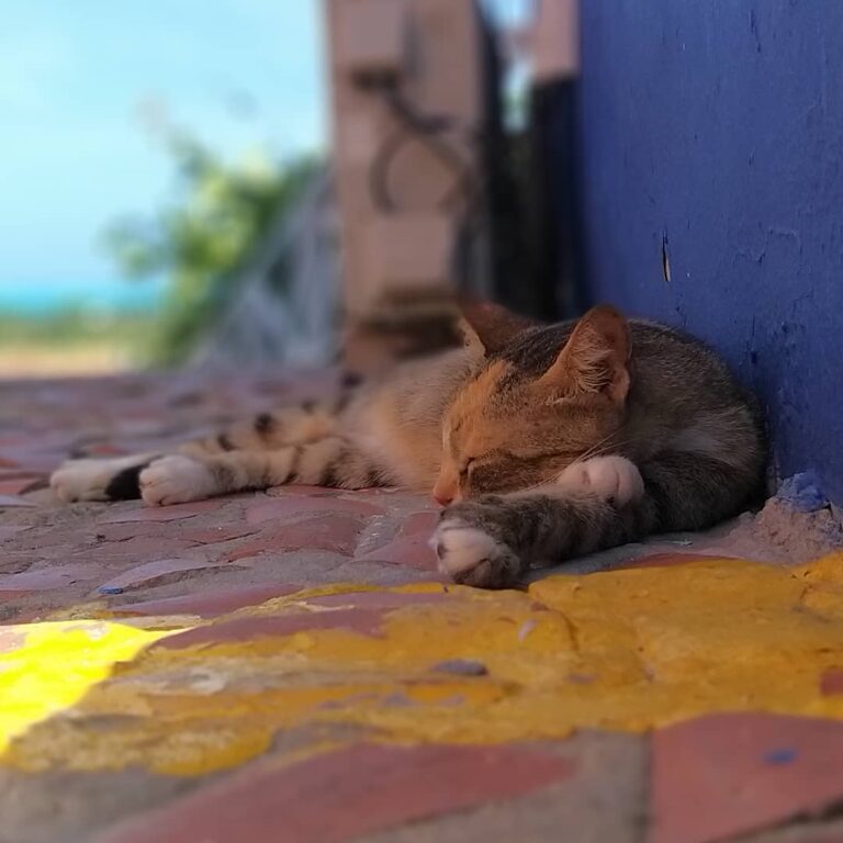 Animales fantásticos y donde encontrarlos! . . . . .