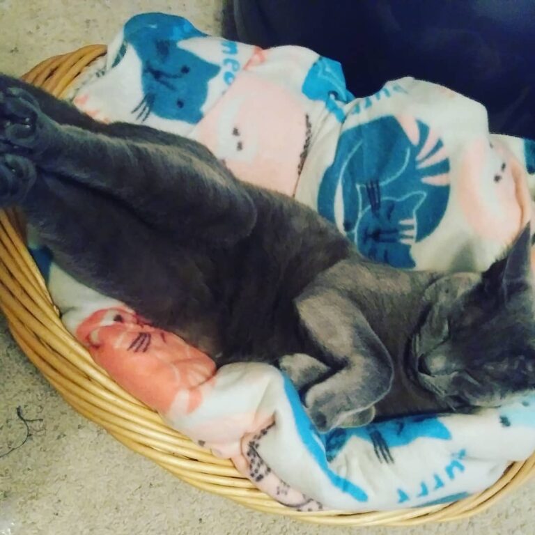 Artie likes basket beds!