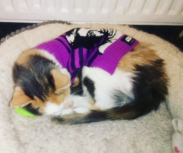 Askit chilling in her star wars jumper.. She loves it now