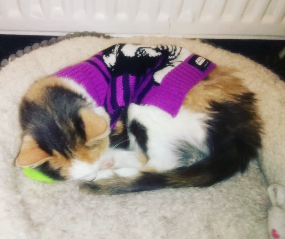 Askit chilling in her star wars jumper.. She loves it now