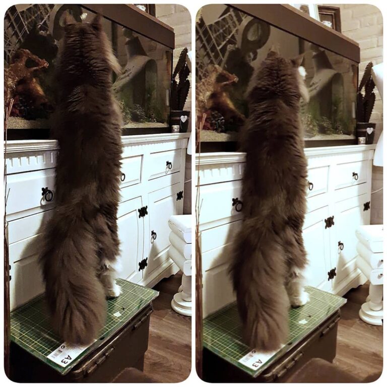 Balou watching our new little fish swimming by!!