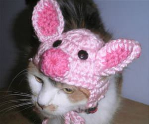 FunnyCatSite