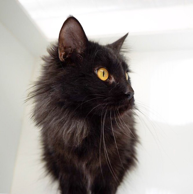 Beautiful Lyra is looking a forever home . She is 2 years old, very