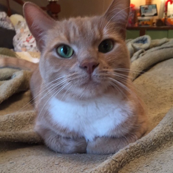 Bleu’s sister Mia, sitting the exact same way Bleu does