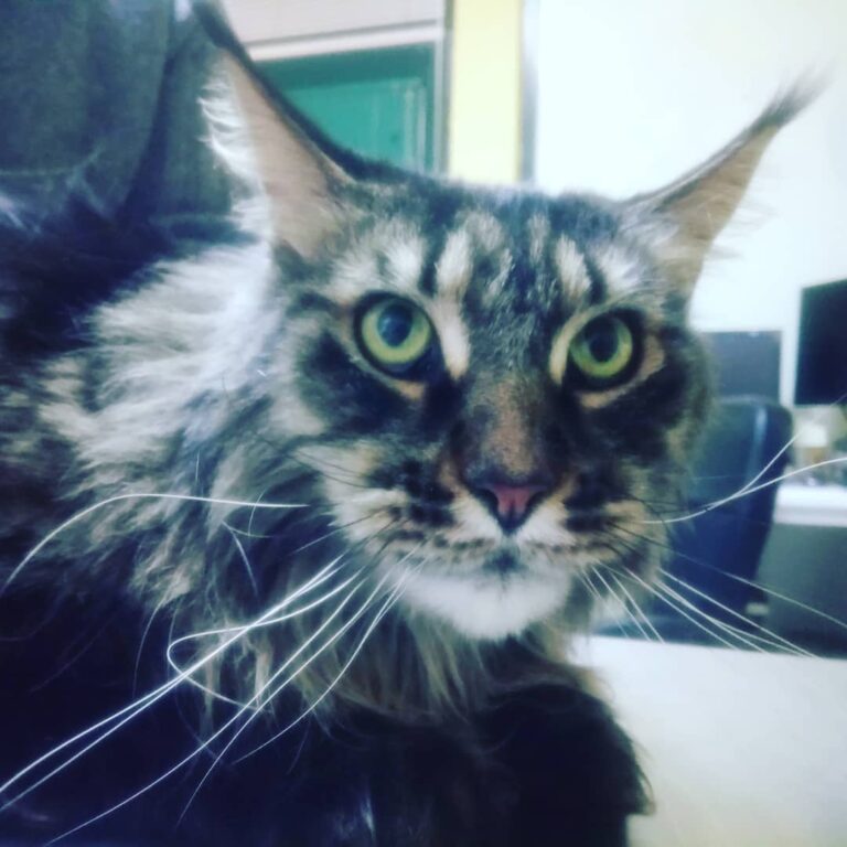 Budweiser, melhor nome de gato só se fosse barca velha ou superbock,