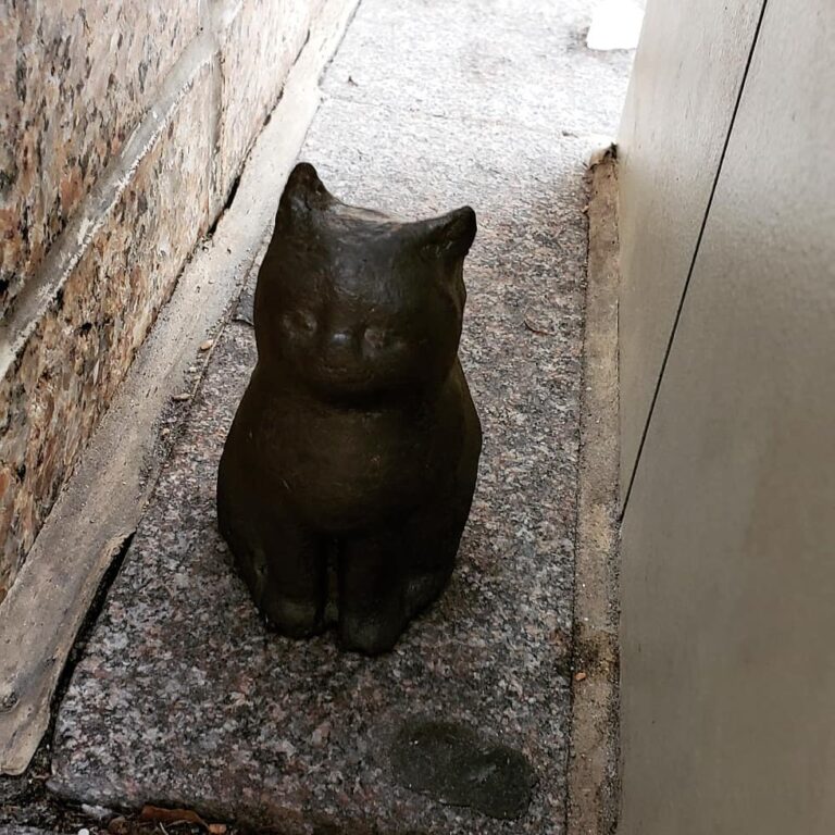 Cat drop in Salt lake, near temple square! GPS Location: 40.7688250,