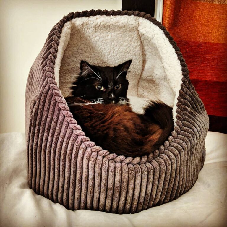 Cat sensory deprivation pod