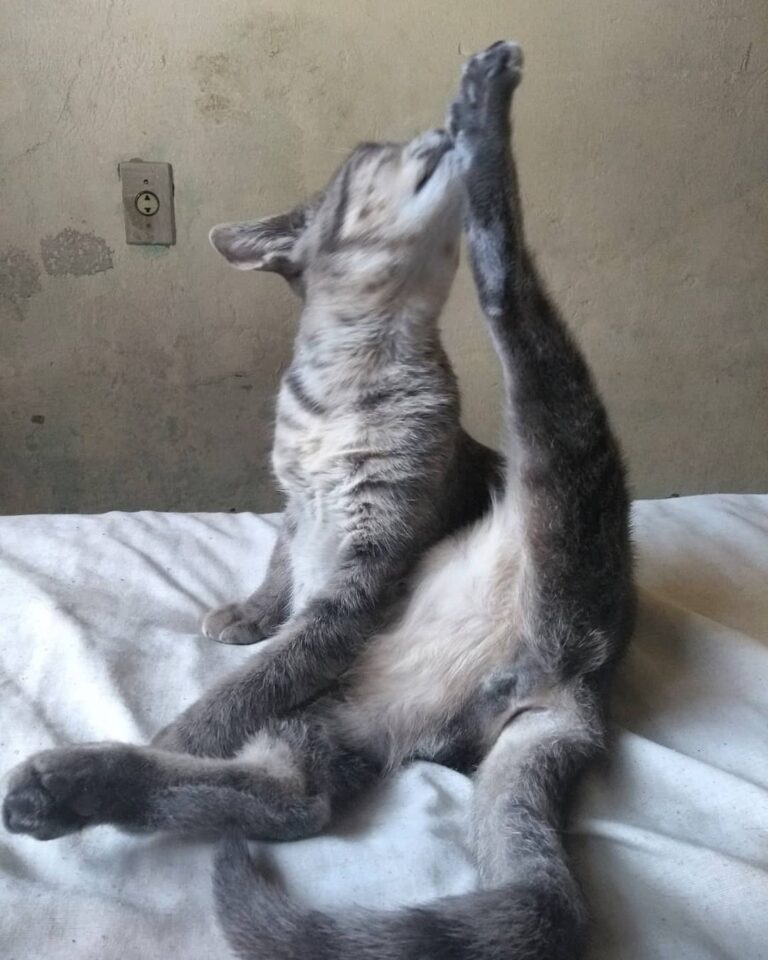Catarina fazendo seu alongamento diário pra manter a saúde em dia. #