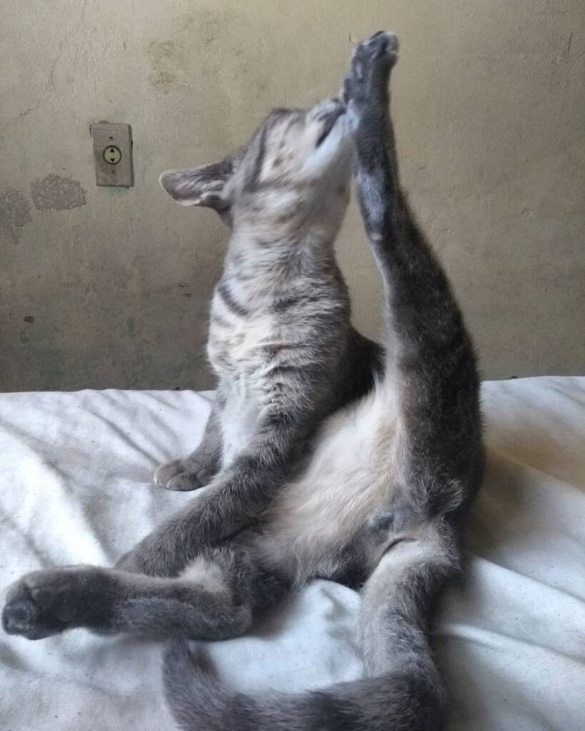 Catarina fazendo seu alongamento diário pra manter a saúde em dia. #